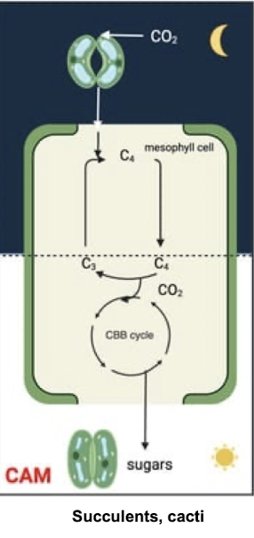 <p><strong>(Crassulacean Acid Metabolism)</strong></p><p><mark data-color="blue" style="background-color: blue; color: inherit">A water-conserving adaptation</mark><strong> where plants like succulents fix CO2 at night, storing it as malic acid</strong>, and use it during the day for photosynthesis, uses <strong>temporal separation instead of spatial separation:</strong></p><img src="https://knowt-user-attachments.s3.amazonaws.com/064e8250-116f-4e65-8d59-4f9b0da8ae32.png" data-width="75%" data-align="center"><p></p>