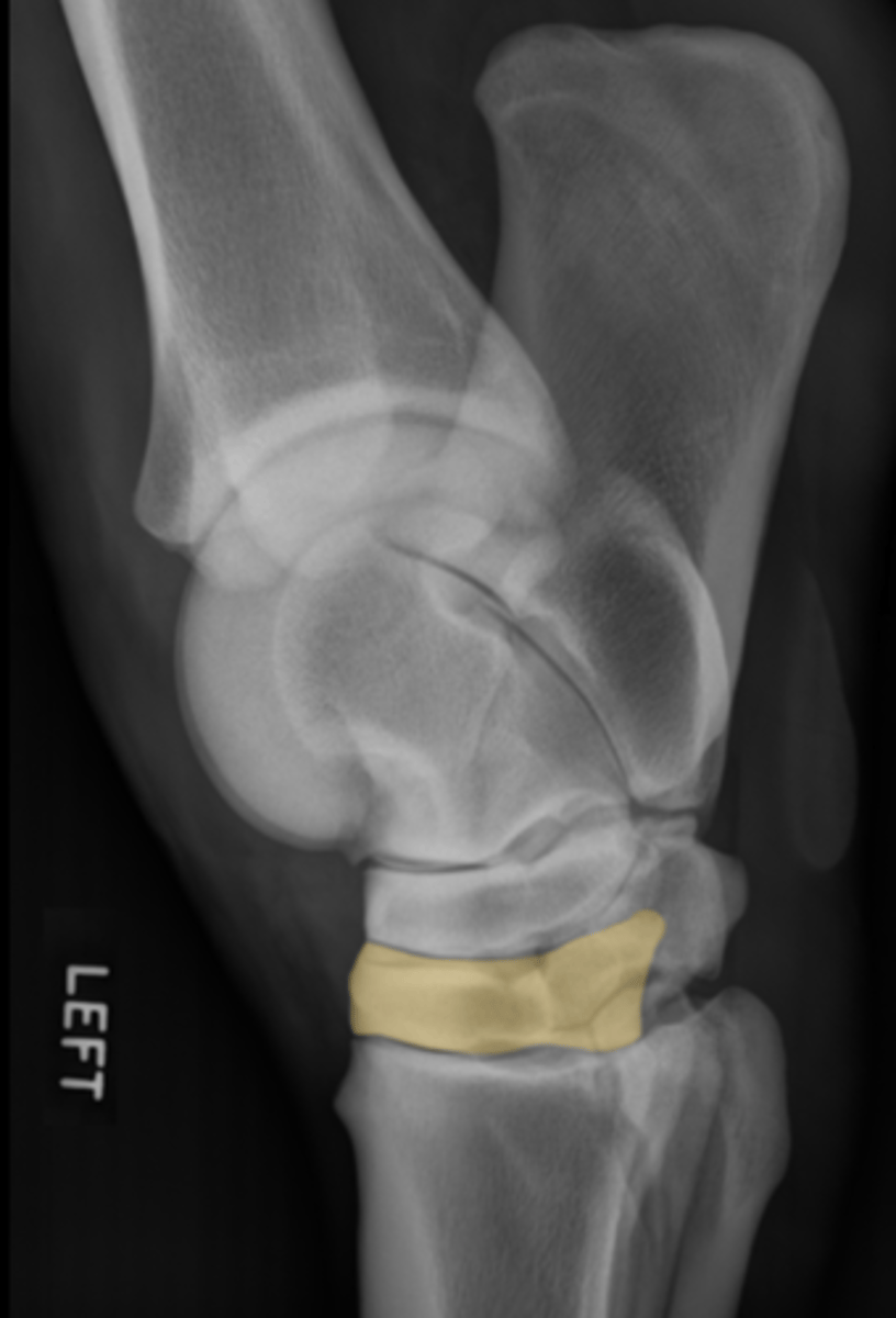 <p>What bone is highlighted?</p>