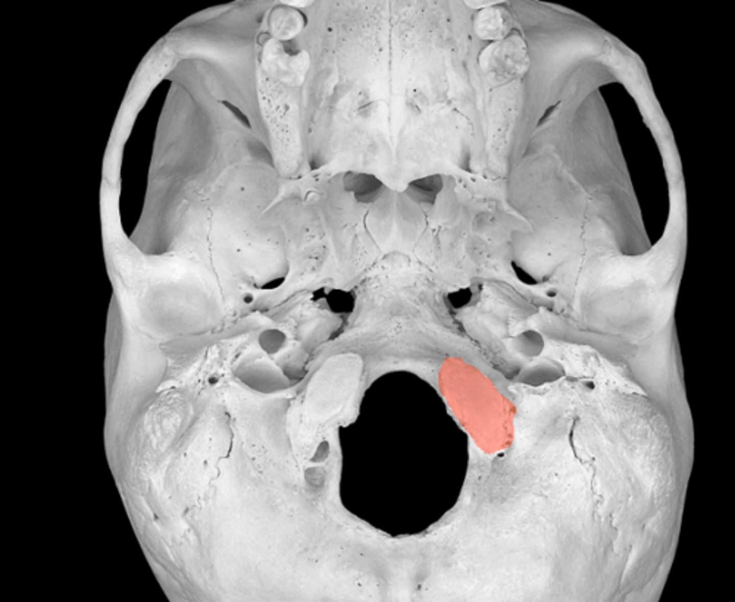 <p>articulates with first neck bone</p>