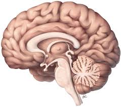 <p>what are the main parts of the diencephalon?</p>