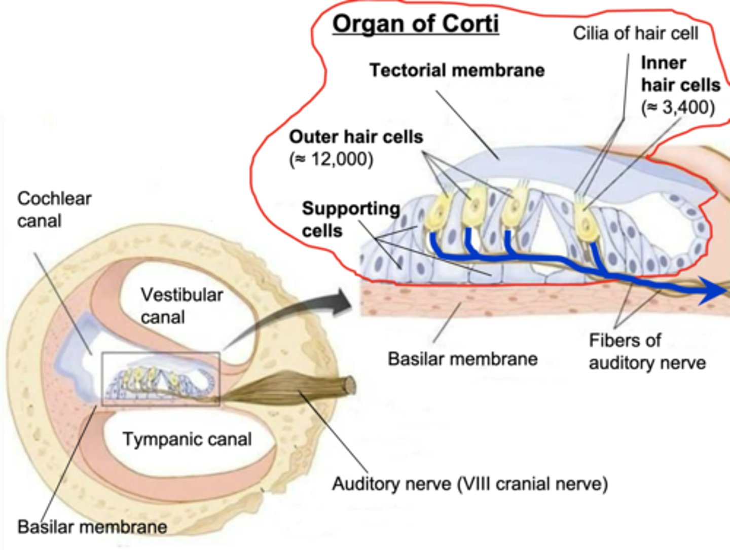 <p>Tiny hairs</p>