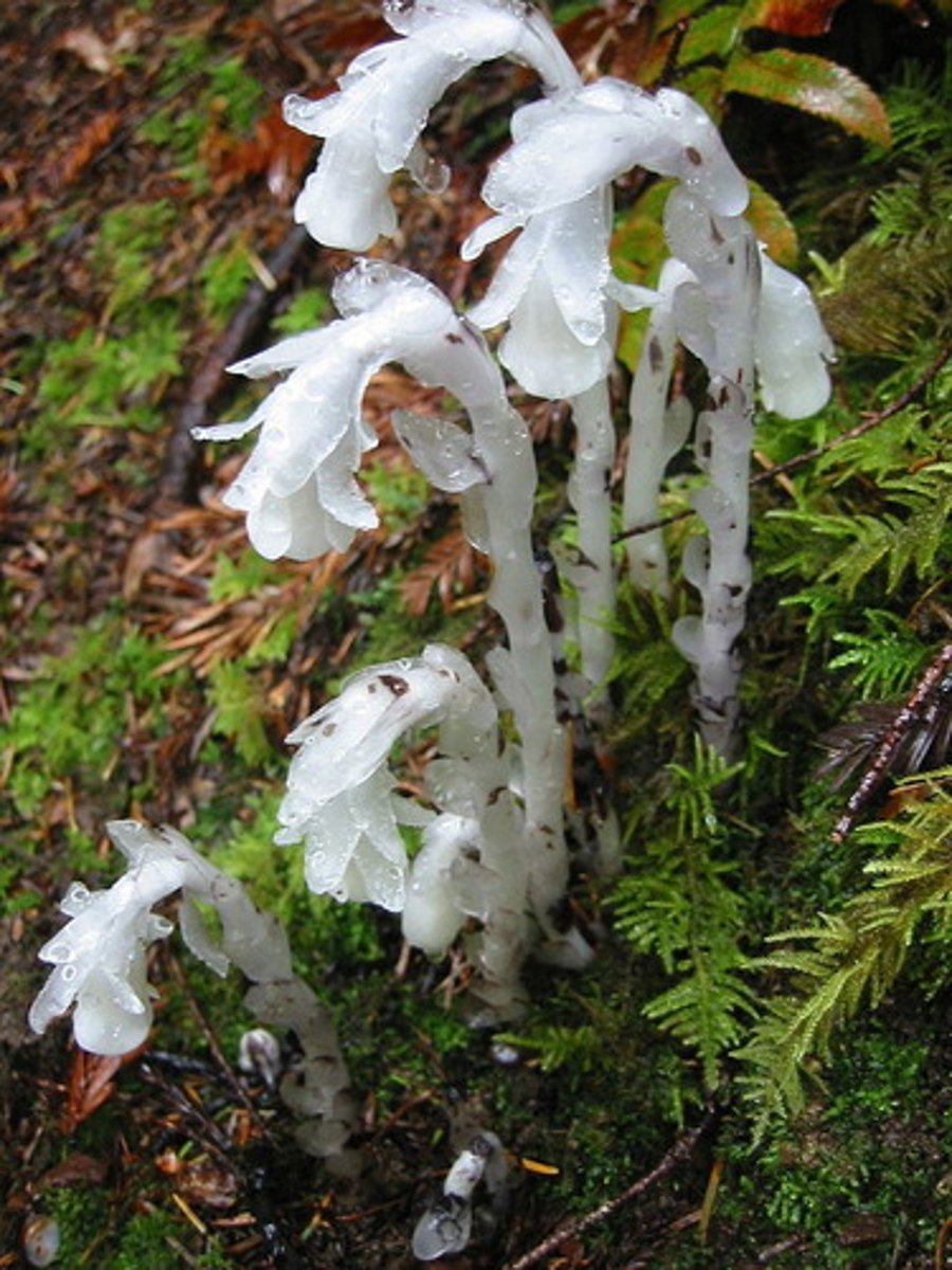 <p>Indian pipe</p>