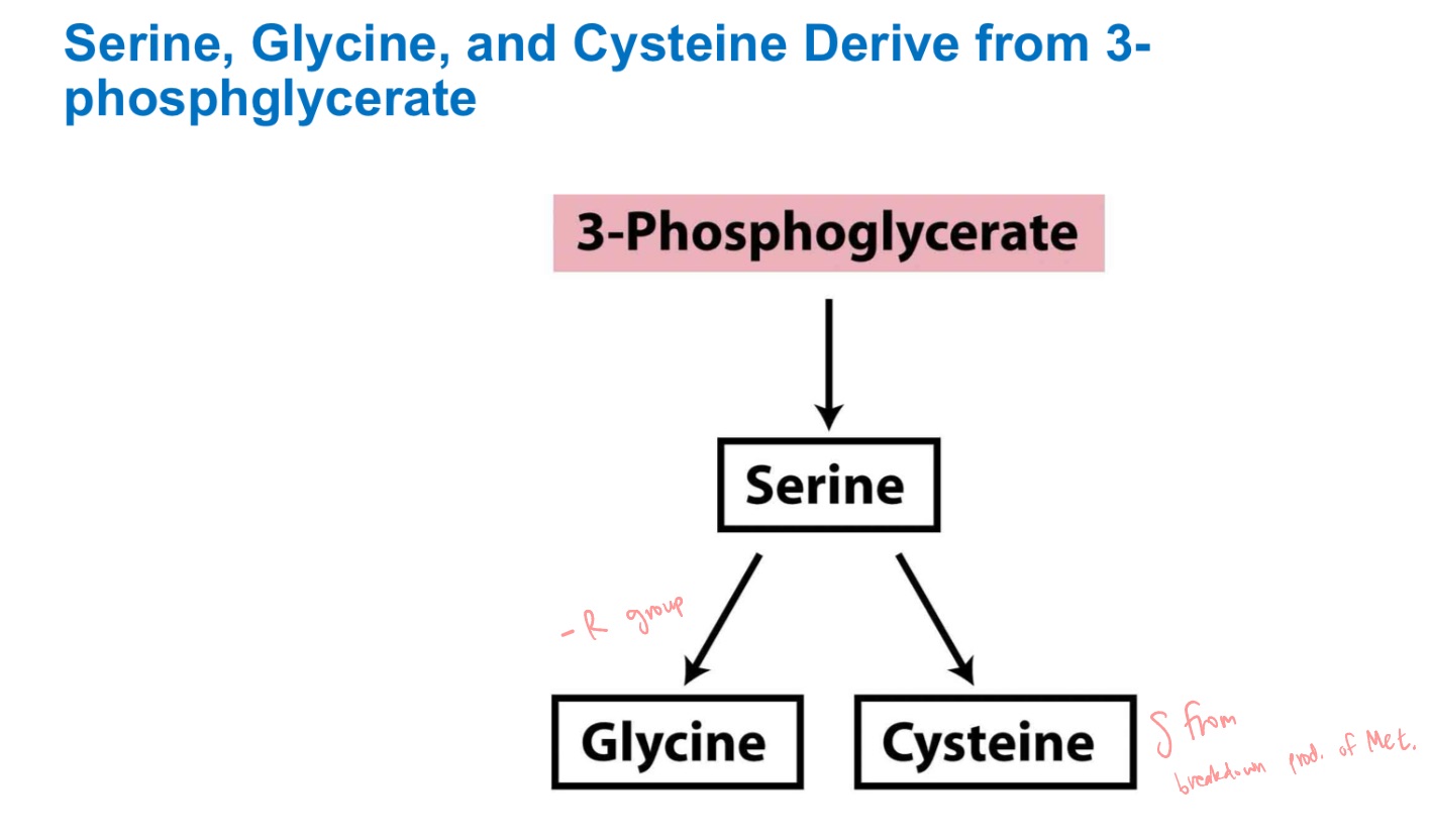 <p>3-phosphoglycerate precursors?</p>