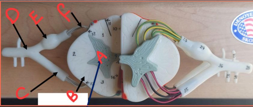 <p>Identify the structure then the following blanks </p>