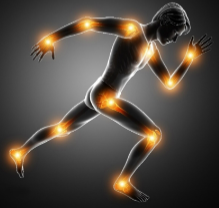 <p>Joints</p>