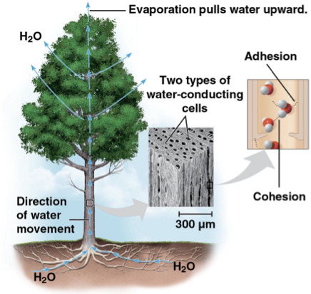 <p>attraction between different substances </p><p>ex) water and plant cell wall </p>