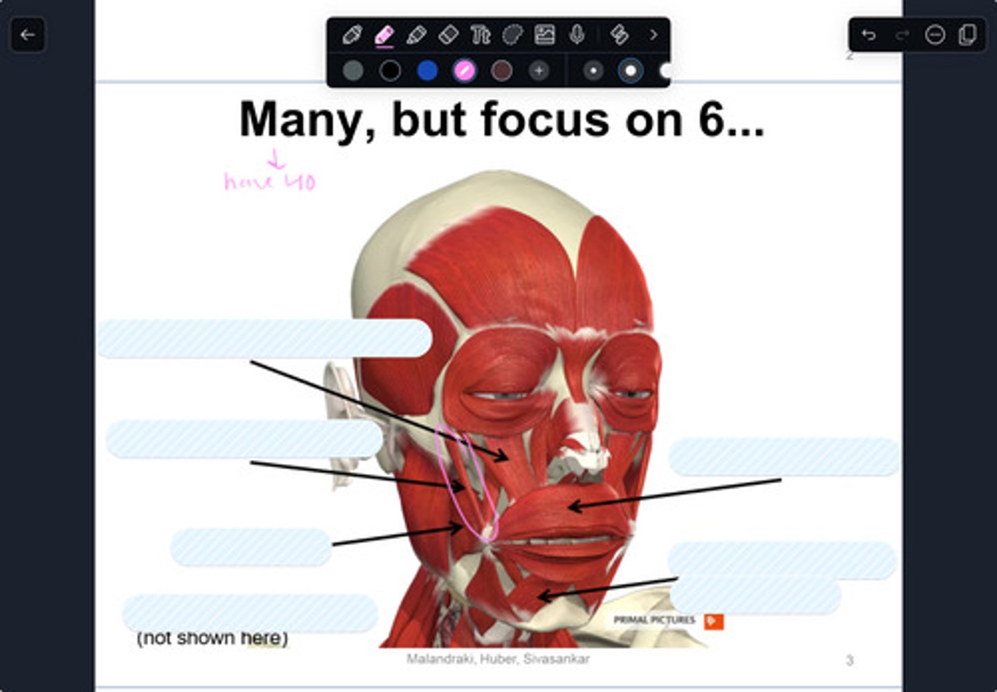 <p>label this muscle</p>