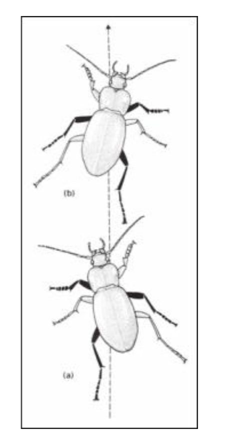 <p>Simple (classic tripod gait)</p><p>Complex</p><ul><li><p>roaches can sprint on hind legs alone and gallop like a horse</p></li><li><p>when legs are surgically removed new stereotyped pattern can be immediately used</p></li></ul>