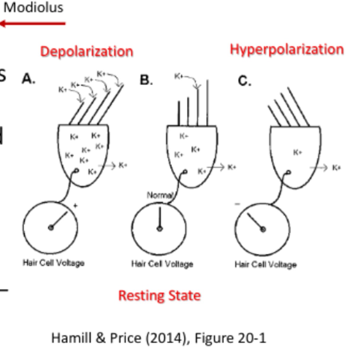 <p>the experimental</p><p>protocol where the output from the cochlea was sent to a speaker</p>