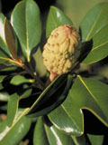 <p>Southern Magnolia</p>