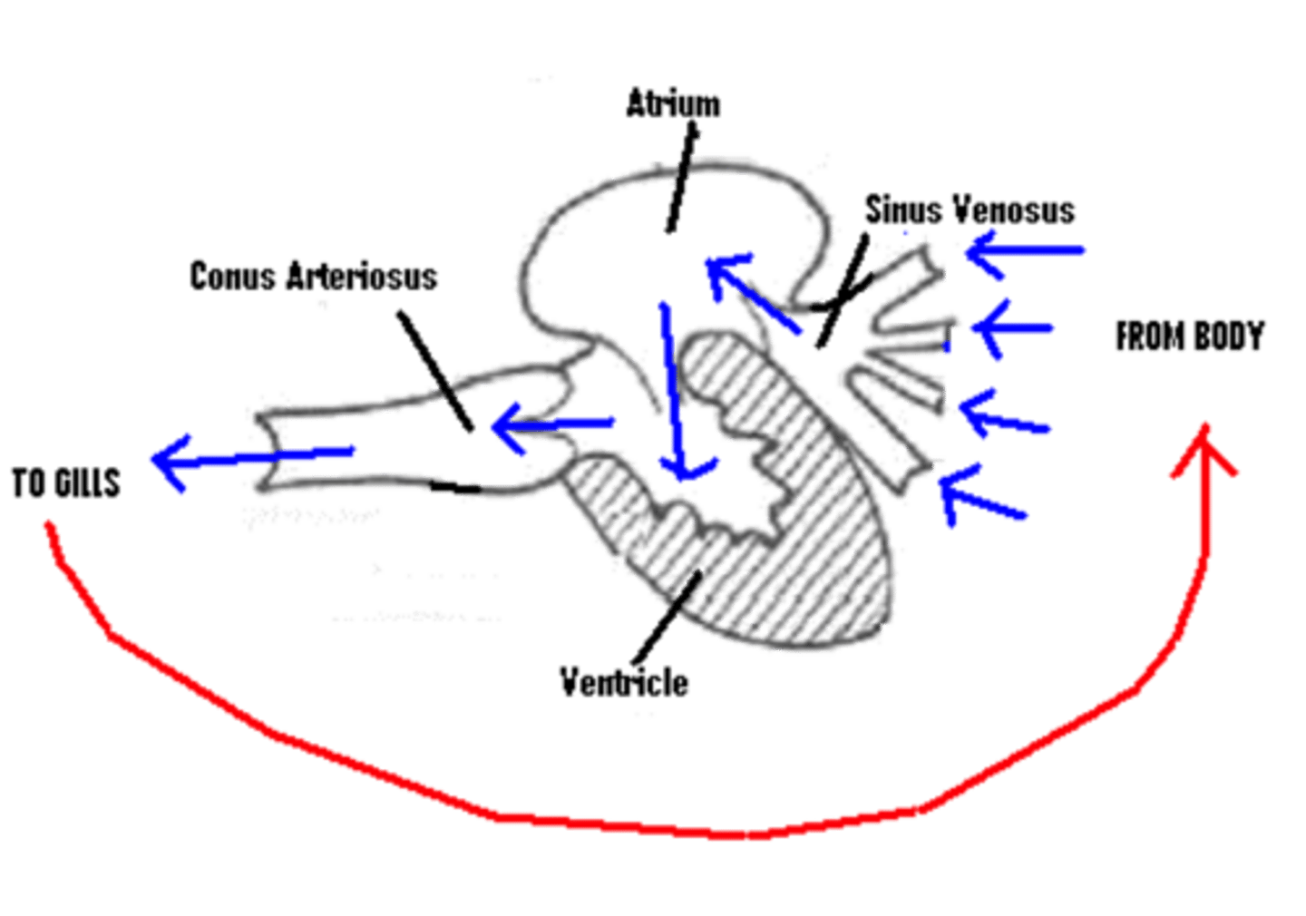 <p>One way blood flow from body---> sinus venosus---> atrium ----> ventricle---> conus arteriosus---> gills---> body</p>