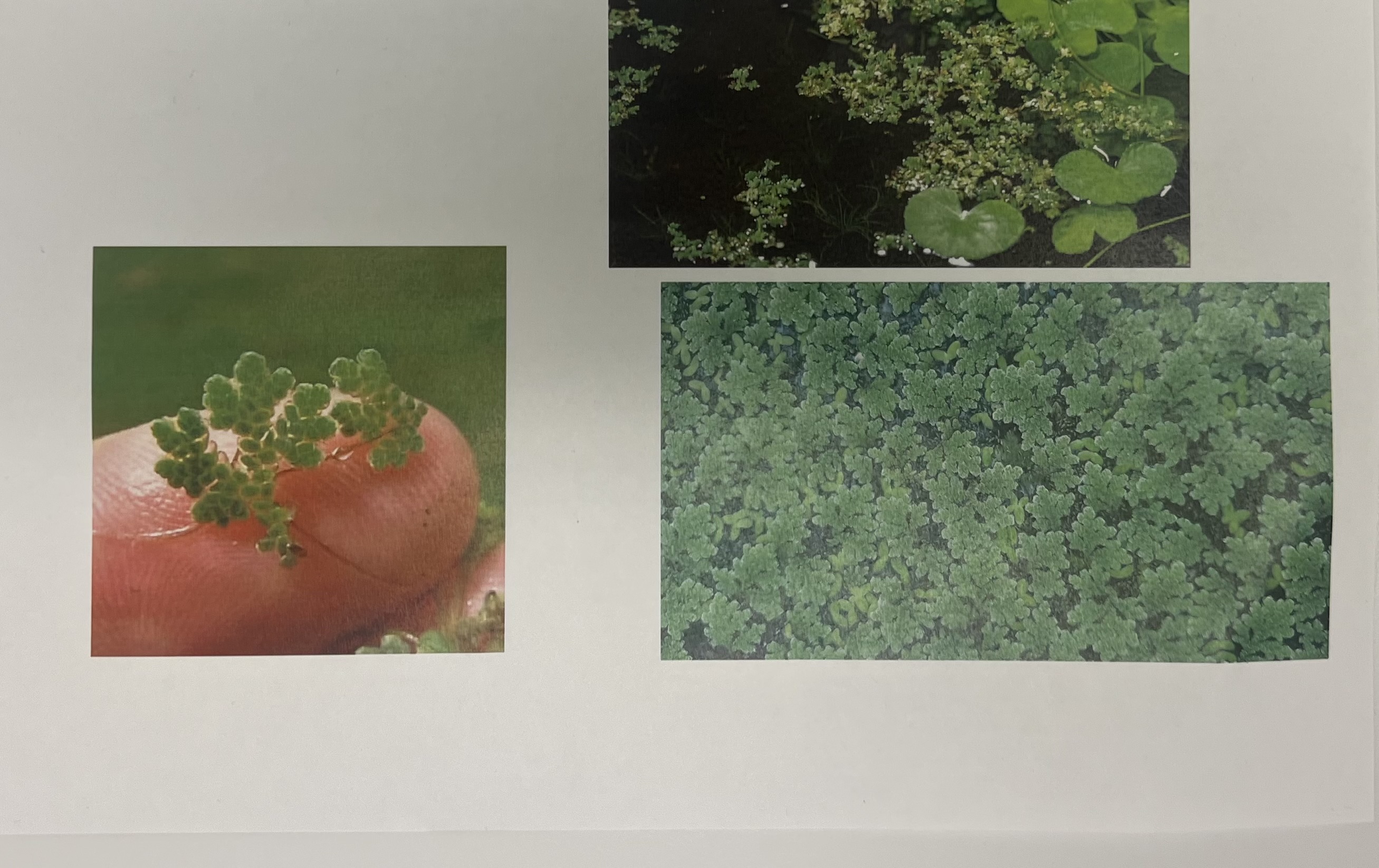 term image
