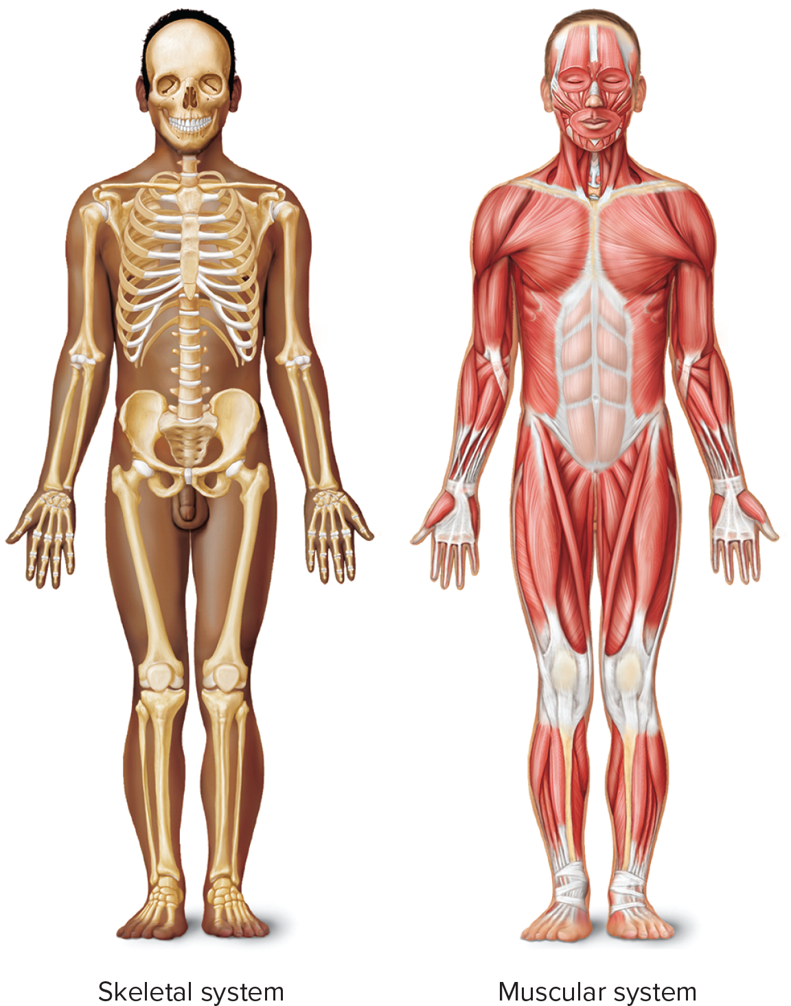 <p>Organ system consisting of the skeletal muscles and associated connective tissue.</p>