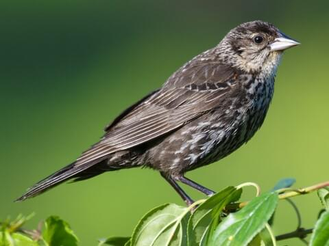 <p>Red-winged Blackbird</p><p>(<span data-name="female" data-type="emoji">♀</span> pictured here) </p>