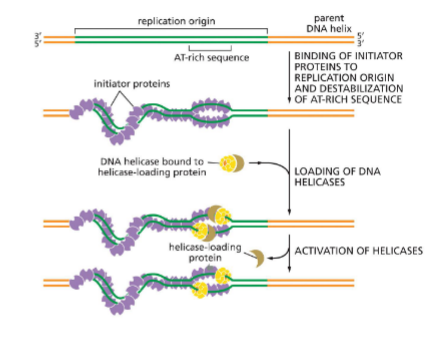 <p>Initiator proteins for replication (E.coli)</p>