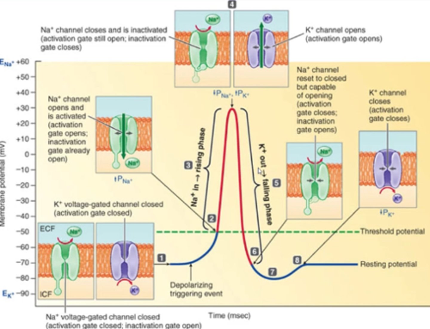 <p>Na activation gate closes, Na inactivation gate opens, K activation gate is open</p>