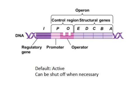 <p><mark data-color="purple" style="background-color: purple; color: inherit">Repressible</mark> <strong>Operon</strong></p>