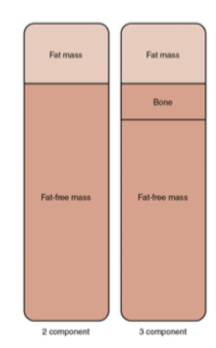 <p><u>Two-component models</u></p><ul><li><p>Anthropometry (circumference measures)</p></li><li><p>Skinfold thickness</p></li><li><p>Bioelectrical impedance analysis</p></li><li><p>Underwater weighing</p></li><li><p>Plethysmography (Bod Pod)</p></li><li><p>Ultrasound</p></li></ul><p><u>Three-component models</u></p><ul><li><p>Dual-energy x-ray absorptiometry (DEXA, DXA)</p></li><li><p>Magnetic resonance imaging (MRI)</p></li><li><p>Computed tomography (CT)</p></li></ul><p></p>