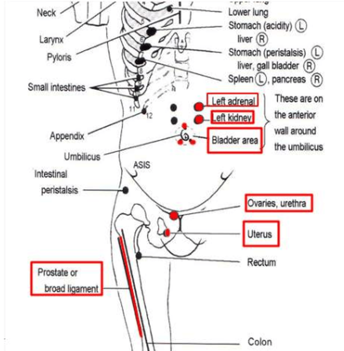 <p>anterior: 1 in lateral and 1 in superior to umbilicus (ipsilateral)</p><p>posterior: T12-L1 (ipsilateral)</p>