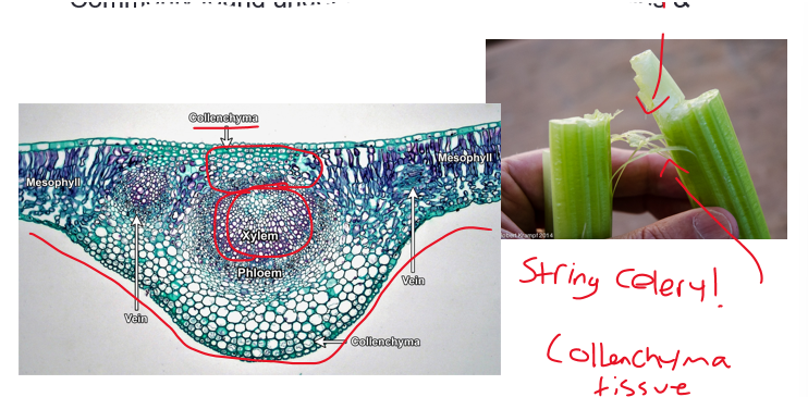 <ul><li><p>commonly occur in strands or cylinders</p></li><li><p>usually elongated</p></li><li><p>commonly found under epidermis in leaves/perioles & around eudicot leaf veins</p></li></ul><p></p>