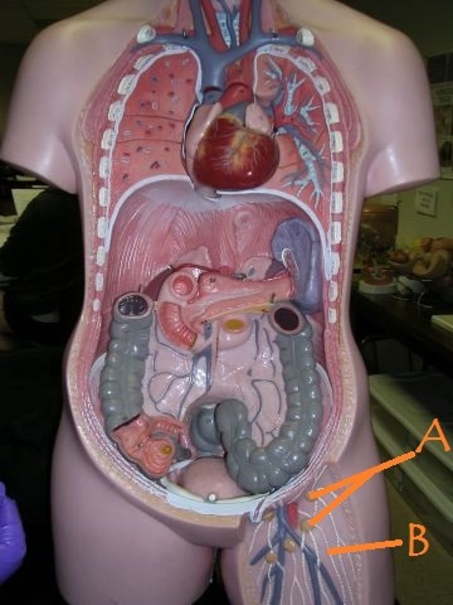 <p>Identify A</p>