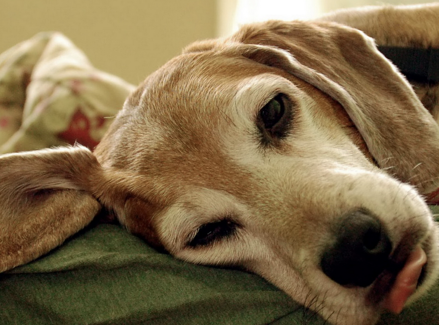 <p>-anorexia</p><p>-lethargy</p><p>-exercise intolerance</p><p>-non-specific signs</p><p>-signs can be transient and resolve as blood is reabsorbed and new RBCs are formed</p>