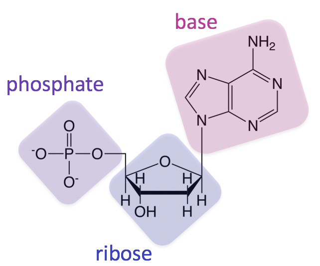 <p>Polymer</p><p>Three sub components of nucleic acids being one five carbon sugar, one phosphate group, and one nitrogenous base. </p><p>Stores genetic information</p>