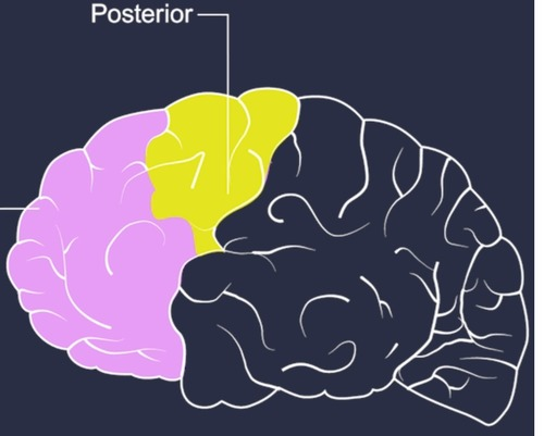 <p>controls voluntary movement via the contralateral primary motor cortex</p>