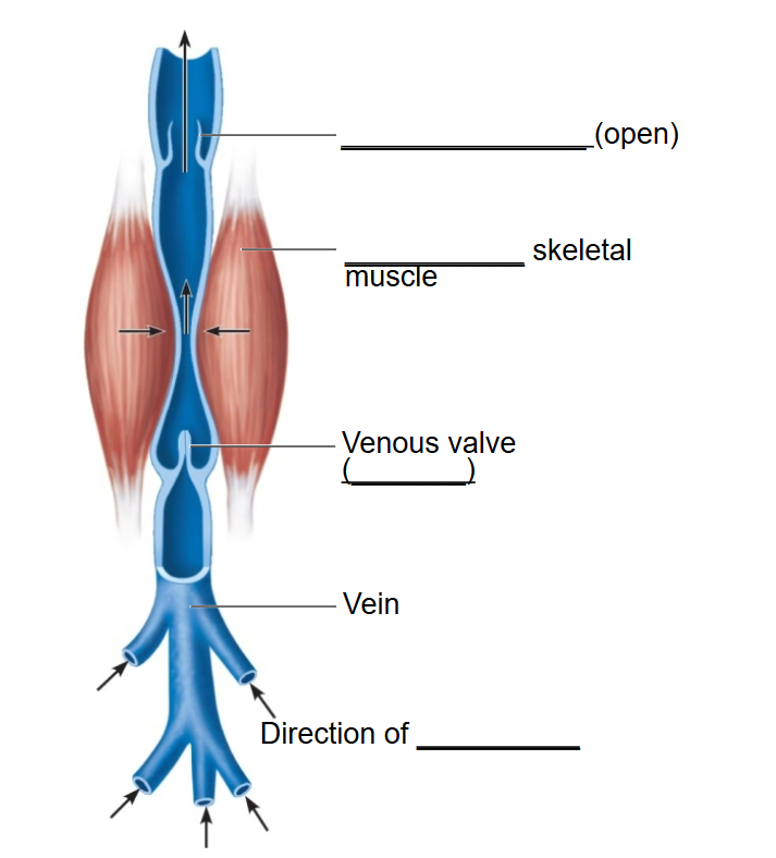 <p>upmost arrow (open)</p>