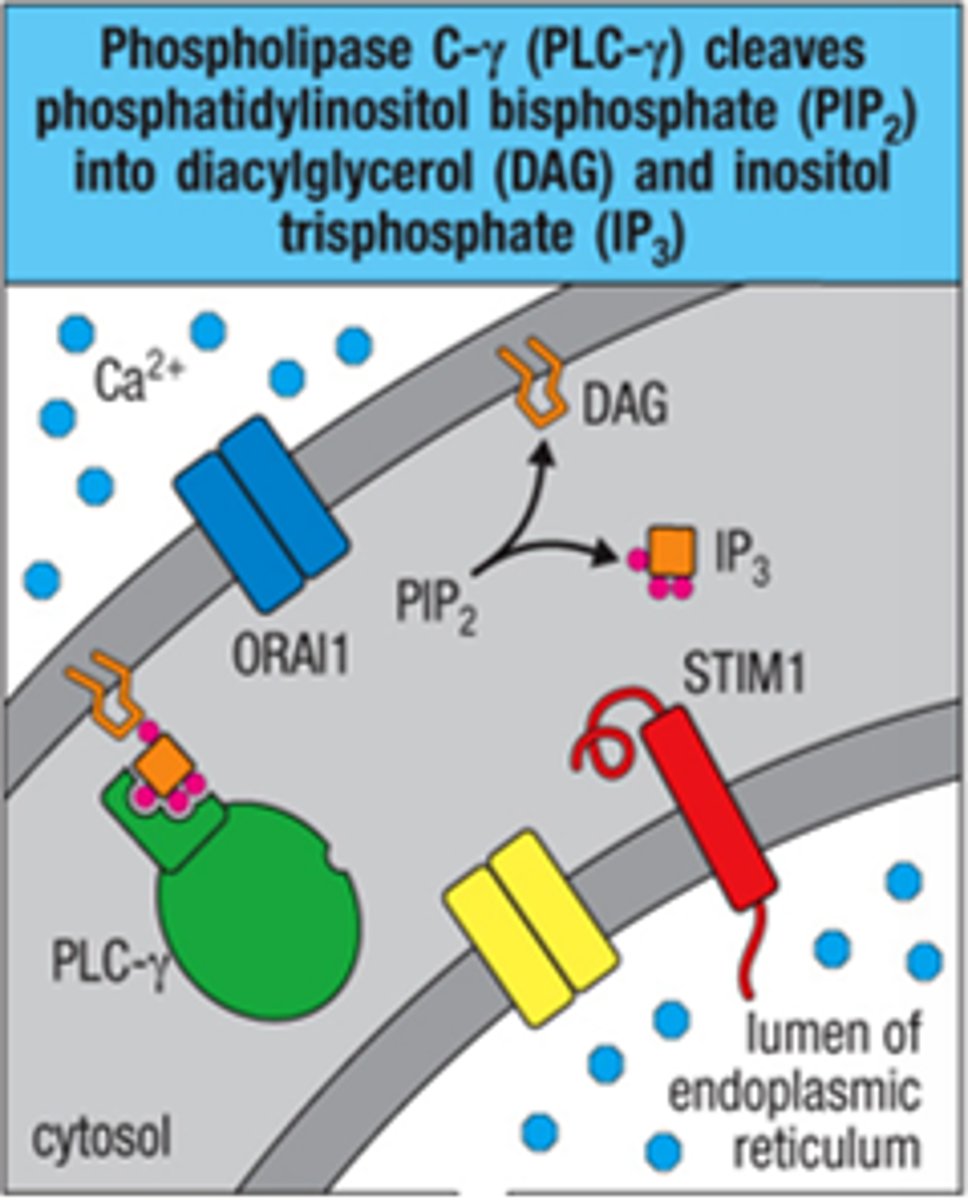 <p>1. diacylglycerol (DAG)</p><p>2. inositol triphophate (IP3)</p>