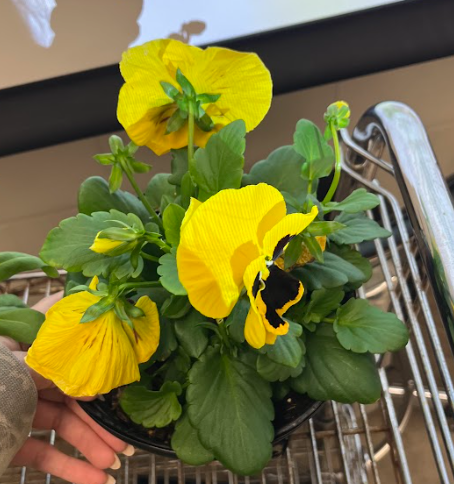 <ul><li><p>flower is silky smooth</p></li><li><p>distinct flower</p></li><li><p>many many different colors</p></li><li><p>edible flowers</p></li><li><p>new variety has a version which resembles a peony</p></li></ul><p></p>