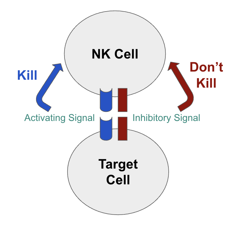 <ul><li><p>there is no antigen receptor sooo</p></li><li><p>there is a collection of activating and inhibitory receptors on the NK cells</p></li><li><p>a balance between activating and inhibitory receptors tell the NK cells whether they should kill that target cell or not</p><ul><li><p>collection expression profile is different between NK cells within an individual</p></li></ul></li></ul><p></p>
