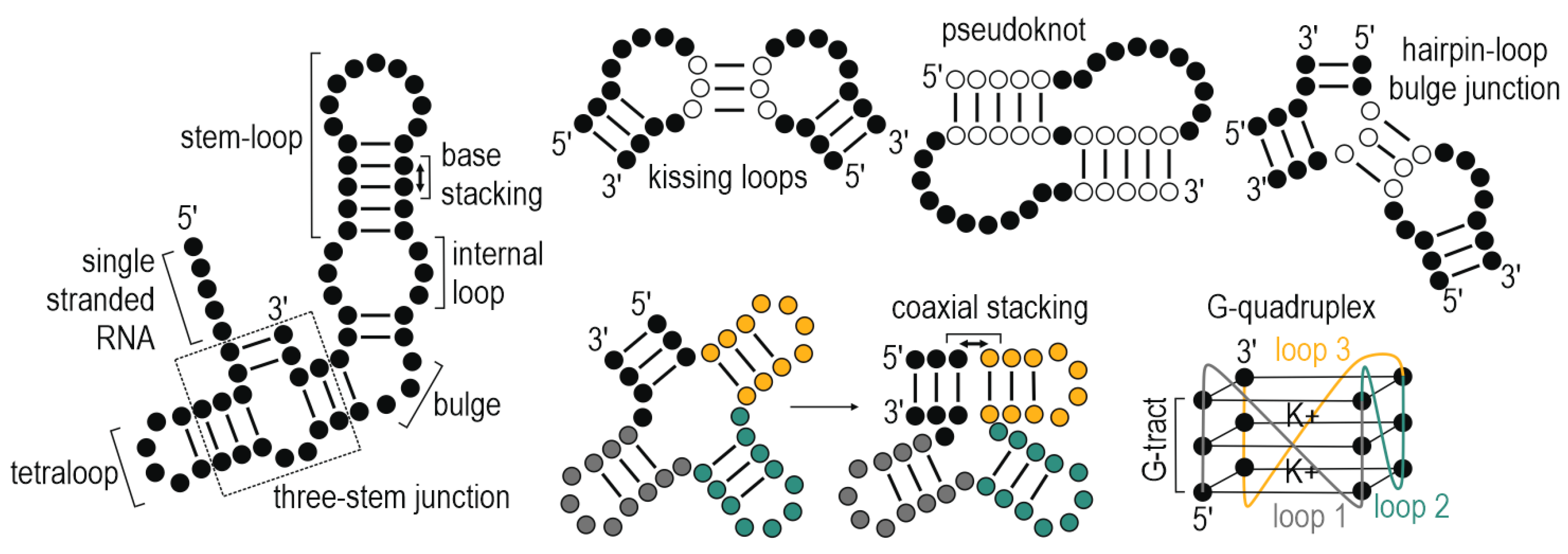 <p><strong>Coaxial stacking</strong> and <strong>pseudoknots</strong> (hairpin loop base-paired with another region).</p><p></p>