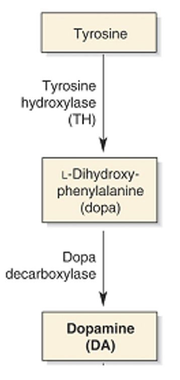 <p>L-DOPA which is syntheses from tyrosine. </p>