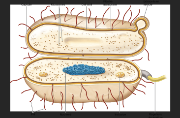 Also a polysaccharide layer, but it differns from a capsule in being more diffuse and unorganized and more easily removed from the cell.