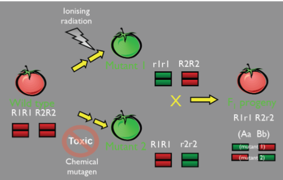 <ul><li><p>2 loci = complementation</p></li></ul>