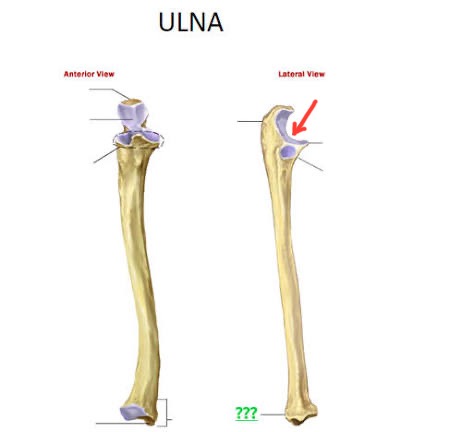 <p>ulna, mid “C” of olecranon</p>