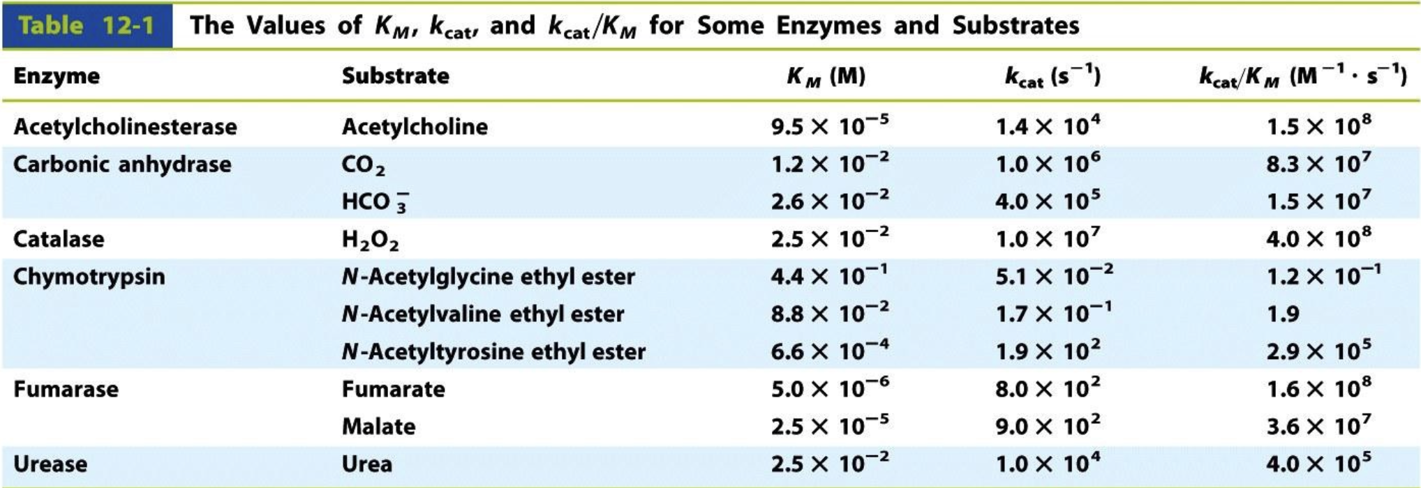 <p>k<sub>cat</sub>/K<sub>M</sub> <span>is called the </span>catalytic efficiency<span> and measures </span>how efficiently an enzyme converts substrate into product under physiological conditions<span> (where substrate is not saturating).</span></p><ul><li><p>If K<sub>M</sub> is low → enzyme binds substrate tightly.</p></li><li><p>If k<sub>cat</sub> is high → enzyme processes substrate quickly.</p></li><li><p>The best enzymes have high k<sub>cat</sub> and low K<sub>M</sub> → meaning they are both fast and efficient at binding substrate.</p></li></ul><p></p>