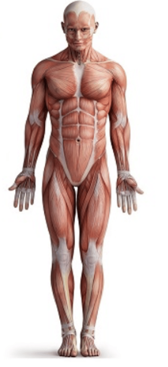<p>standing upright, facing forward, arms at side, palms facing forward</p>