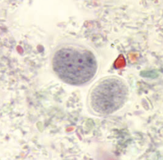 <p>‘cookies for nana’</p>