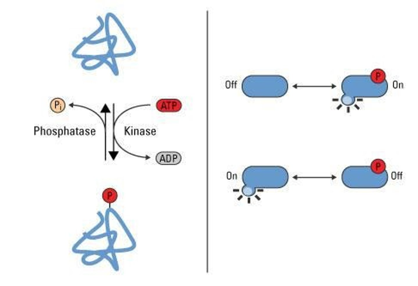 <p>- Addition of a phosphate group (PO4^3) to a protein after it is made; one of the most common and important PTMs in cells.</p><p>- Protein-OH + ATP → Protein-O-PO3; -Kinase transfers the phosphate from ATP to the hydroxyl group on the protein.</p>