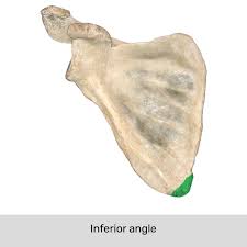 <p>The angle formed by the junction of the medial and lateral borders of the scapula, significant for muscle attachment and scapular movement</p>