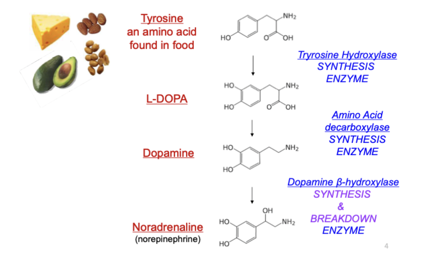 <p><span>get dopamine from tyrosine, amino acid converted into L-DOPA and then converted to dopamine then synthesised into noradrenaline (noradrenaline needs dopamine to be synthesised)</span></p>