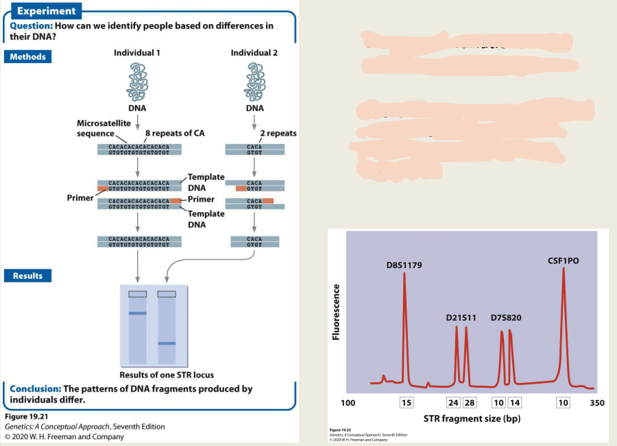 - Use variations in the genome to identify a person 
- AKA microsatellites- known places or variation between individuals 