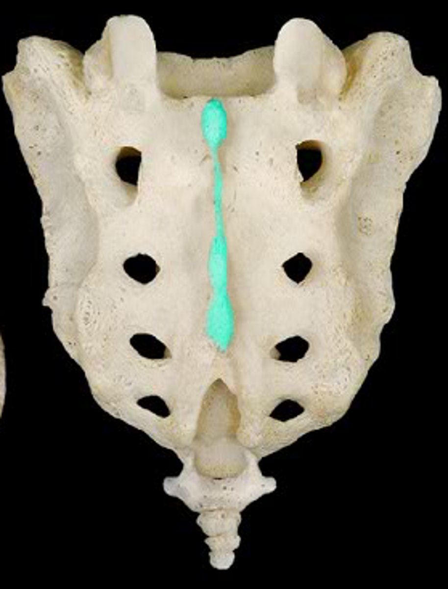 <p>the fused spinous processes of the sacral vertebrae</p>