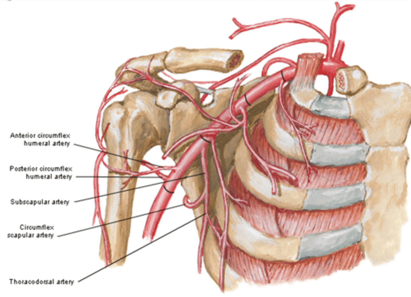 <p>descends to the inferior angle of the scapula supplying muscles in the region, particularly the latissimus dorsi</p>