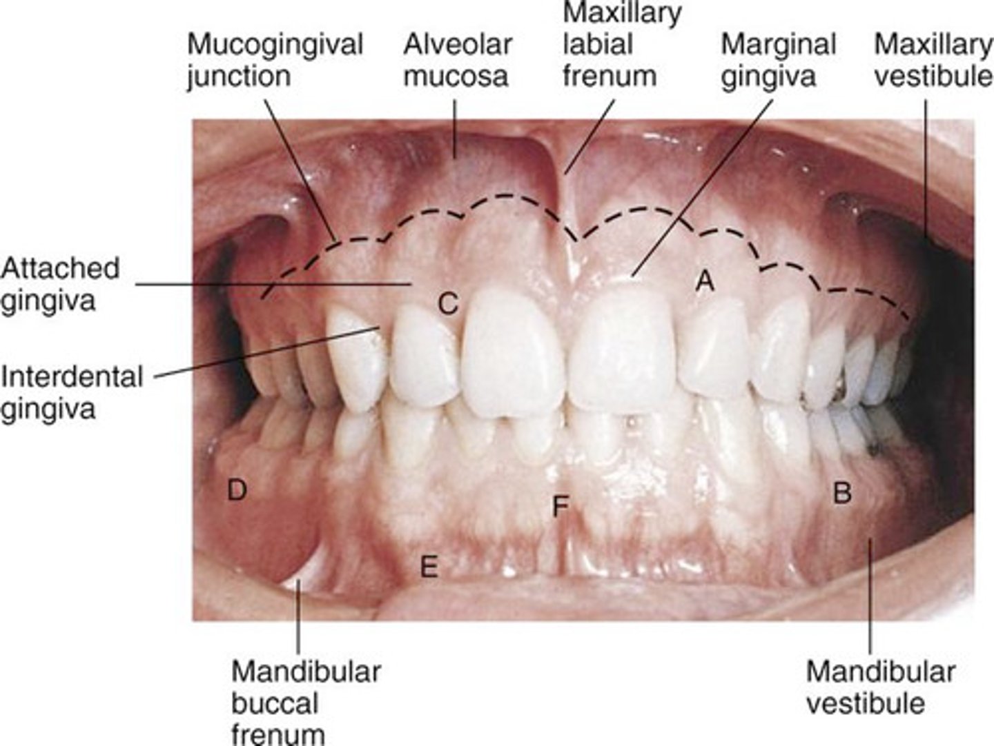 knowt flashcard image