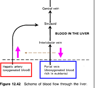 <p>When the flow in the portal vein decreases (e.g., due to portal hypertension), the hepatic artery compensates by increasing its flow to maintain the overall blood flow to the liver. Conversely, if portal vein flow increases, the hepatic artery constricts to reduce its blood flow.</p><p><em>(the hepatic artery fixes whatever problems hepatic veins cause)</em></p>
