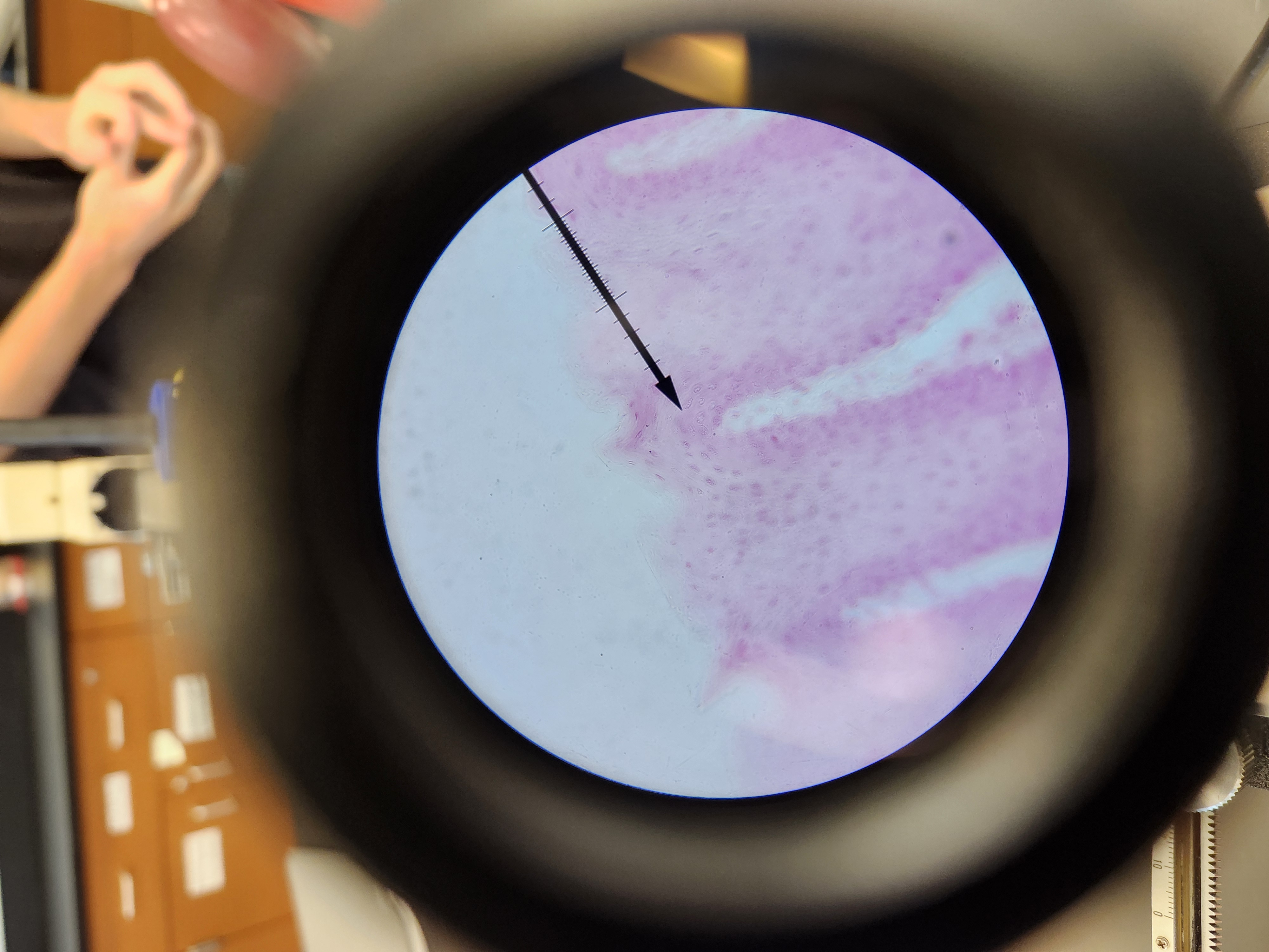 <p>[Histology] Function?</p>