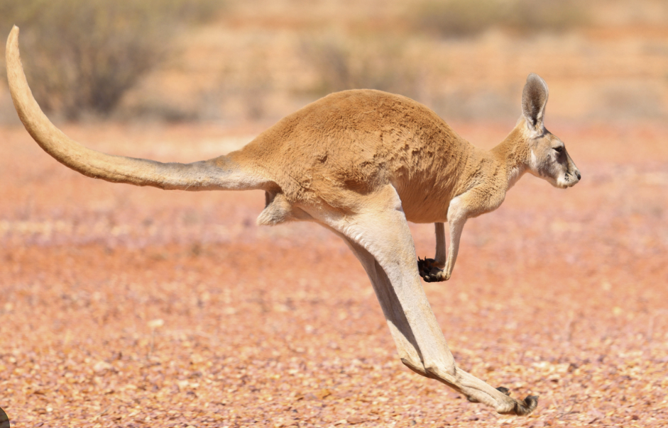 <p>Koala, Kangaroo, Thylacine</p>